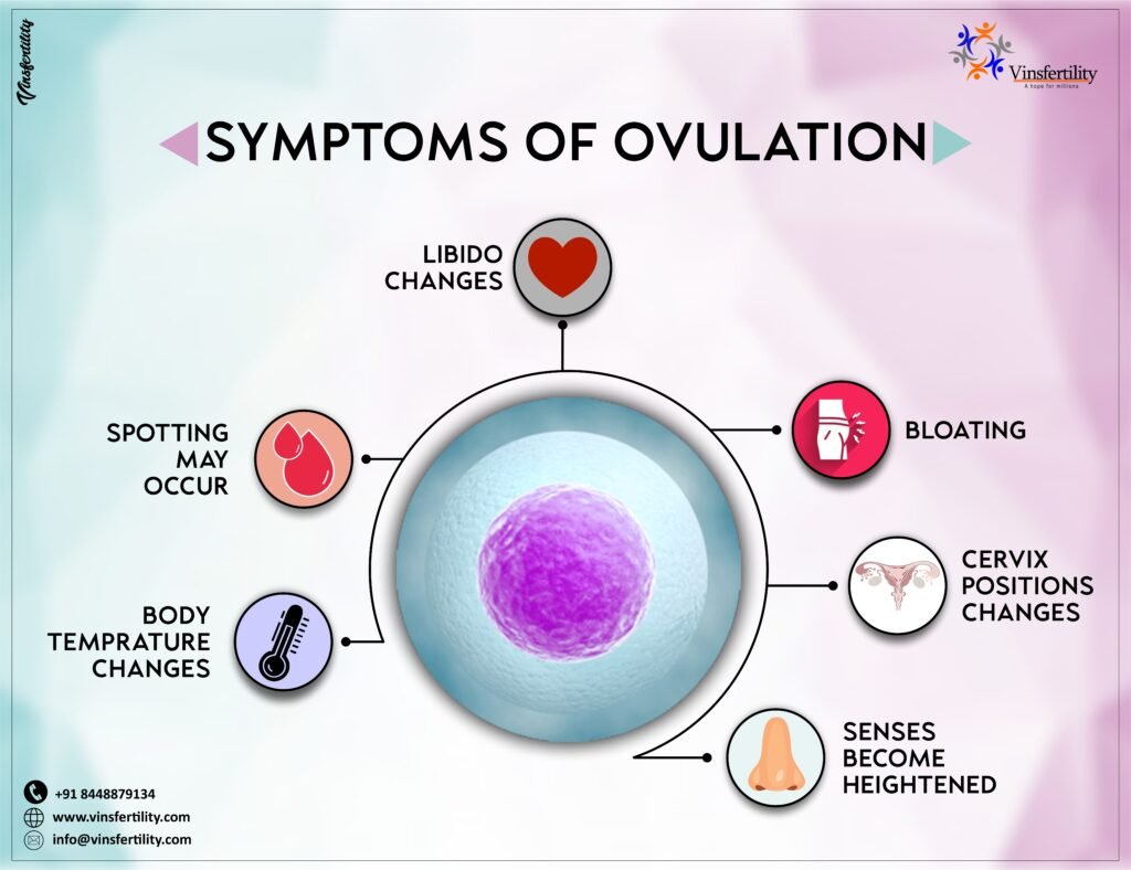 Ovulation: Symptoms and Tracking